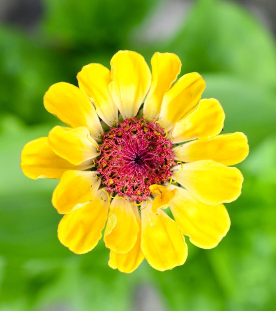 Cerrar od flor de gerbera