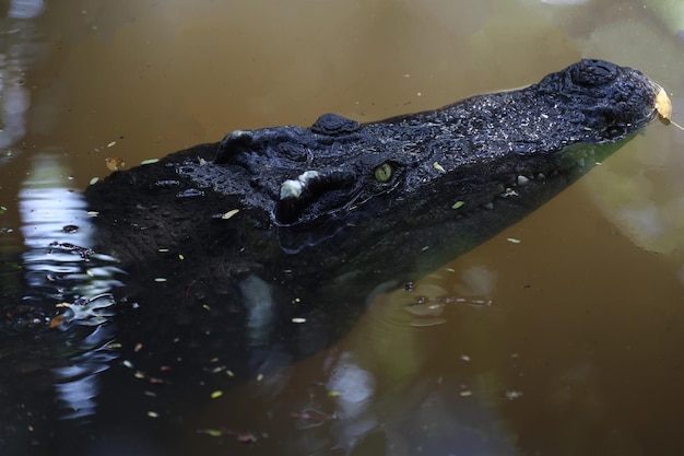 Cerrar ojo cocodrilo es mostrar la cabeza en el río