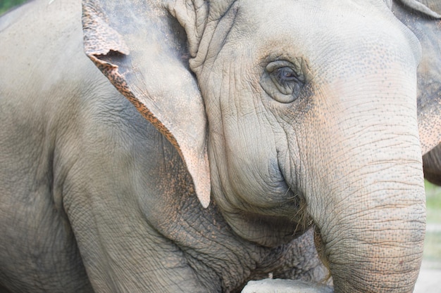 Foto cerrar ojo de elefante