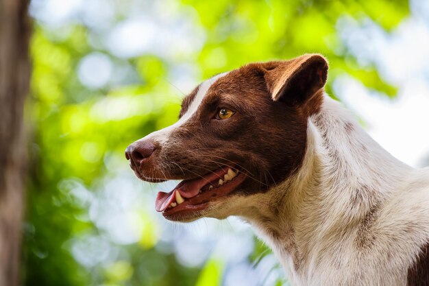 Cerrar ojo de perro