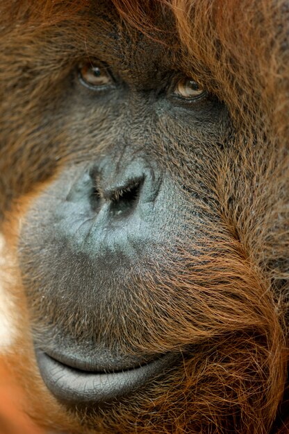 Cerrar en un orangután