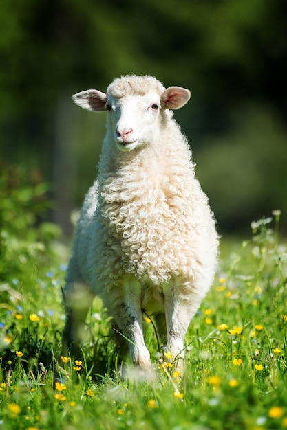 Cerrar ovejas jóvenes en un prado en una granja