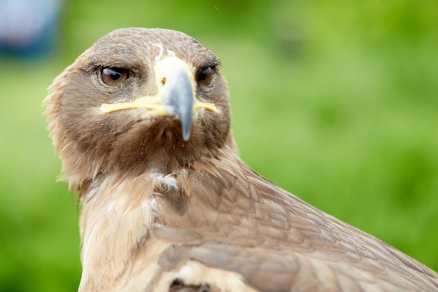 cerrar pájaro halcón