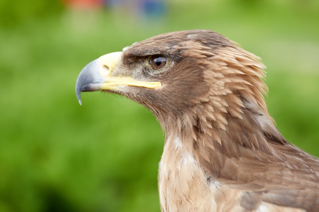 cerrar pájaro halcón