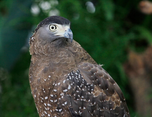 Cerrar pájaro halcón