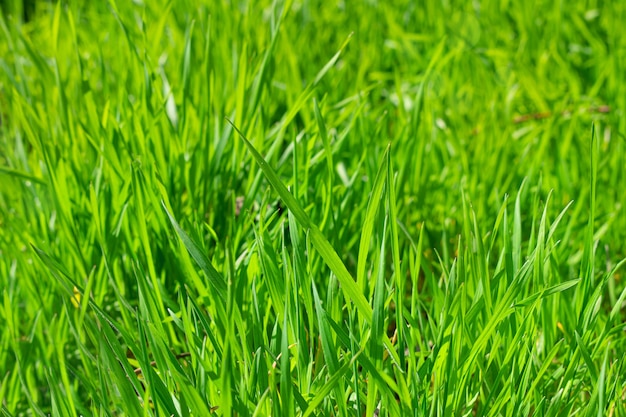 Cerrar pasto verde y fresco