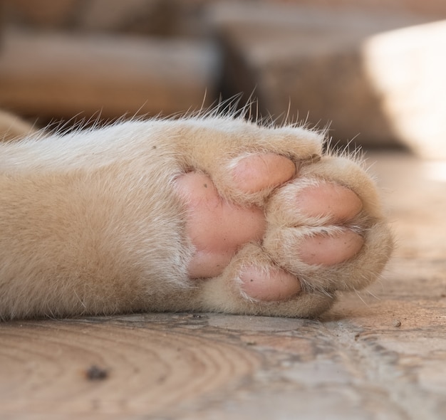 Foto cerrar pata de gato blanco