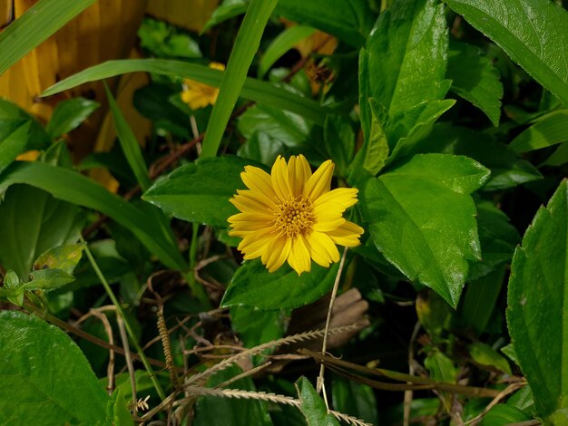 Cerrar una pequeña flor amarilla fondo hermoso concepto de naturaleza hoja tropical