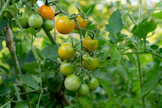 Cerrar pequeña rama de tomates cherry orgánicos crecer en las granjas