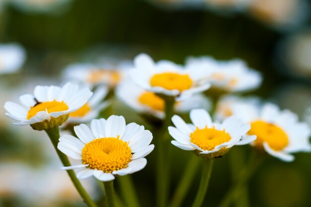 Cerrar pequeñas flores de margarita blanca