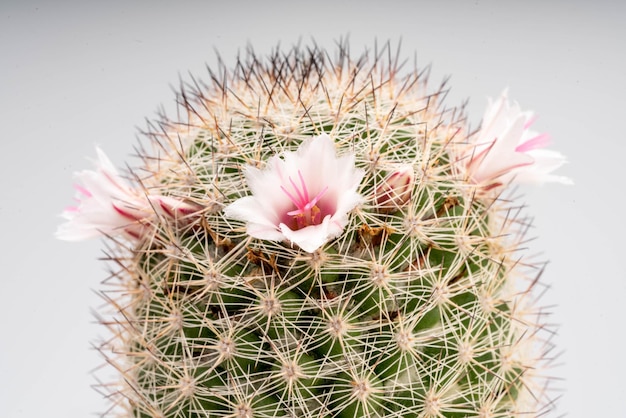 Cerrar las pequeñas flores rosadas alrededor de los cactus parecen llevar una corona de flores