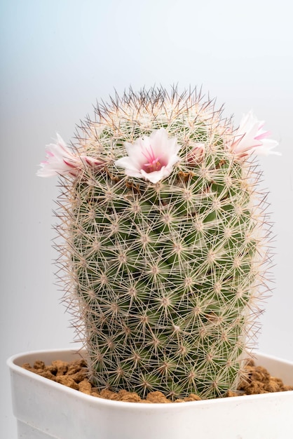 Cerrar las pequeñas flores rosadas alrededor de los cactus parecen llevar una corona de flores