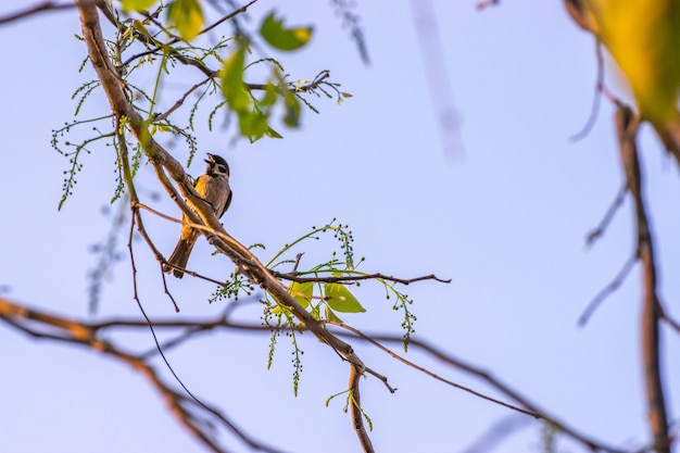 Cerrar, pequeño pájaro en el árbol