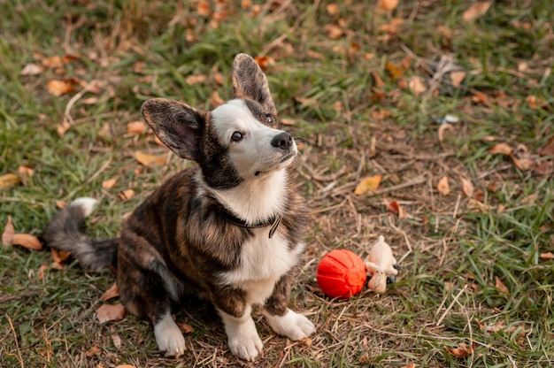 Cerrar perro en hojas de otoño