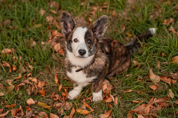 Cerrar perro en hojas de otoño