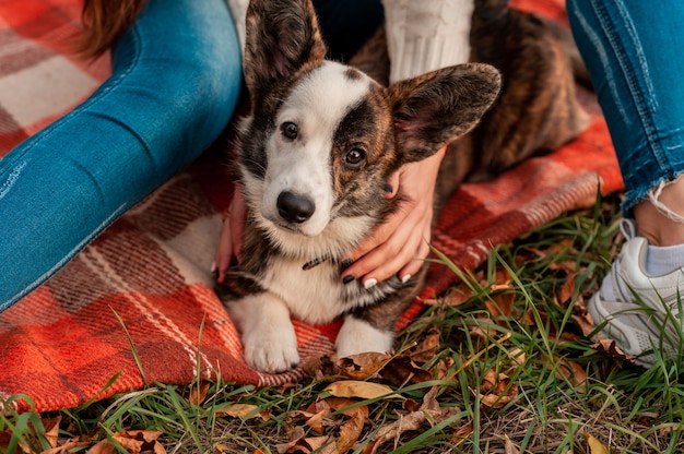 Cerrar perro en hojas de otoño