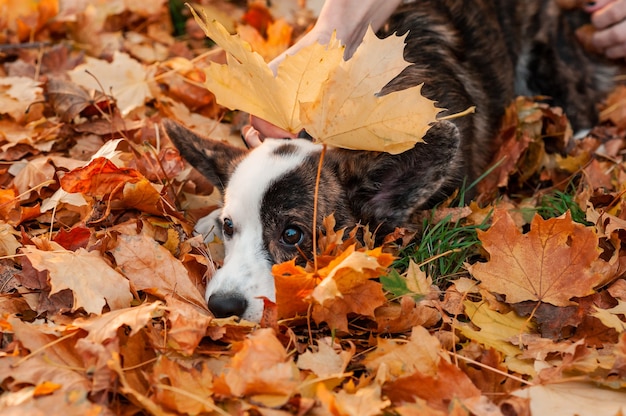 Cerrar perro en hojas de otoño