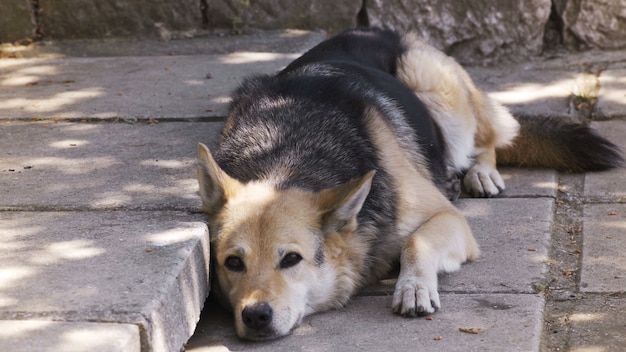 Cerrar perro perezoso en el suelo