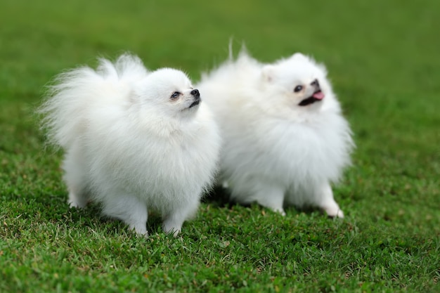 Cerrar perro Pomerania blanco en verde hierba de verano