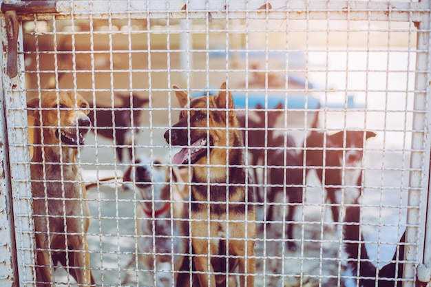 Cerrar perros callejeros Perros callejeros abandonados sin hogar yacen en la base.