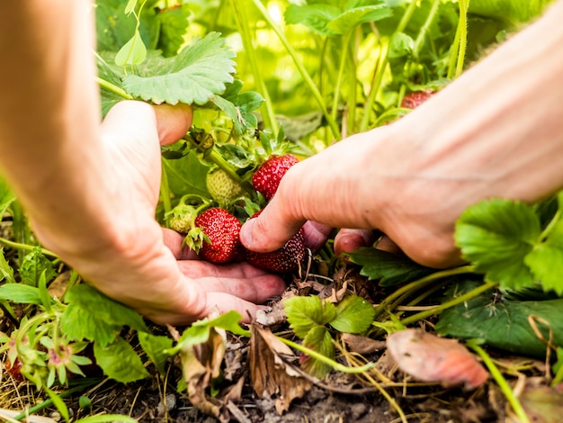 Cerrar persona recogiendo fresas que crecen en el jardín