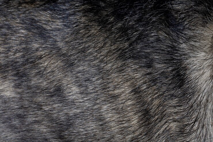 Cerrar la piel del perro gris es hermosa naturaleza piel del perro animal de compañía para animales y antecedentes