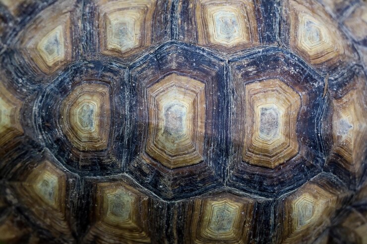 Cerrar la piel de tortuga Sulcata para pieles de animales