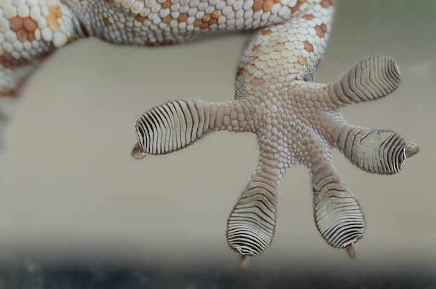 Cerrar la pierna de Gecko