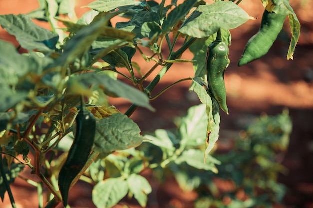 Cerrar pimienta fruta y planta