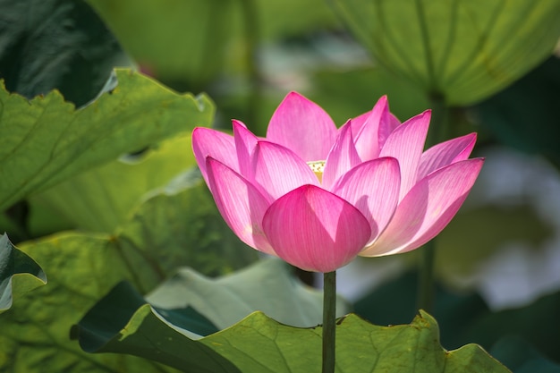 Cerrar Pink Lotus (Nelumbo nucifera Gaertn.) En el lago, coloridos pétalos de color rosa-blanco con fondo verde de la naturaleza