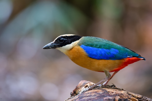 Cerrar Pitta Bird