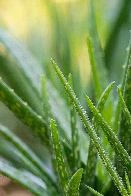 Cerrar la planta de aloe vera