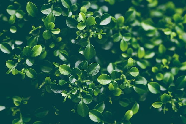 Cerrar planta árbol hoja verde arbusto de hojas pequeñas con gota de agua fondo de arbusto de hoja verde Andaman satinwood