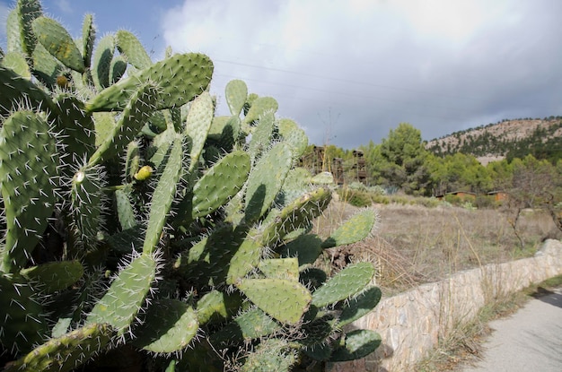 Foto cerrar planta de cactus en la montaña