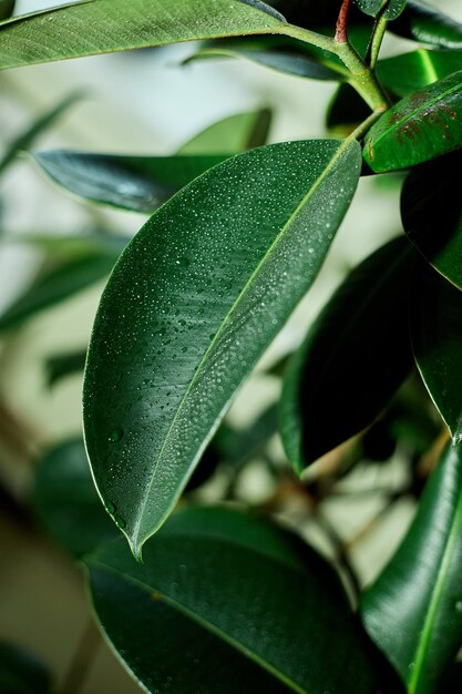 Cerrar la planta casera Planta de caucho o Ficus elastica con concepto de cuidado de plantas caseras con gota de agua