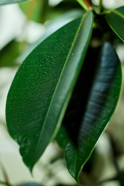 Cerrar la planta casera Planta de caucho o Ficus elastica con concepto de cuidado de plantas caseras con gota de agua