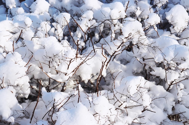 Cerrar planta congelada cubierta con escarcha concepto foto Fotografía de vista frontal con paisaje nevado de invierno