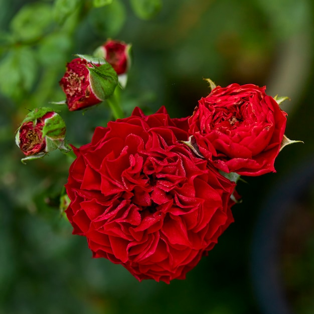 Cerrar planta de floración rosa roja en jardín