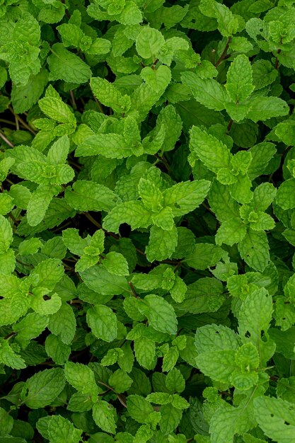 Cerrar la planta de hojas de menta crecen en huerto orgánico