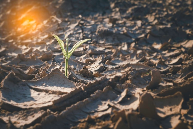 Cerrar planta joven que crece en tierra desoladaNuevo concepto de vidaPlantas pequeñas en la grieta tierrafreshseedFoto fresca y nueva idea de concepto de esperanzas