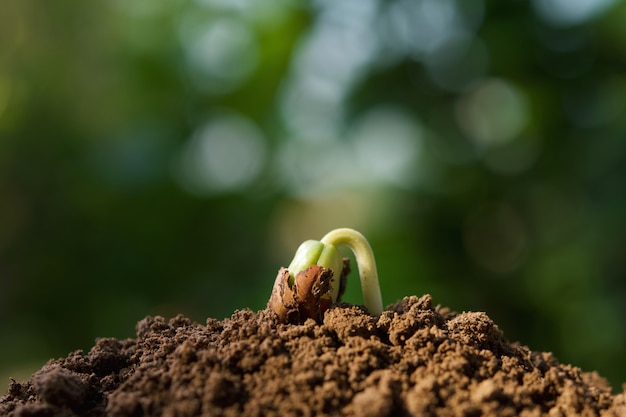 Cerrar la planta que crece en el suelo con sol en el jardín