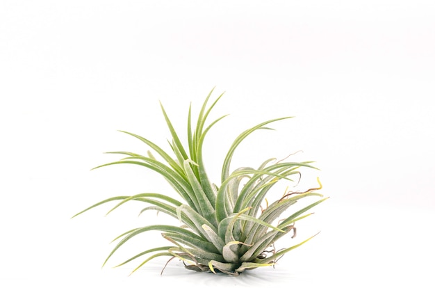 Cerrar la planta de Tillandsia aislar en blanco