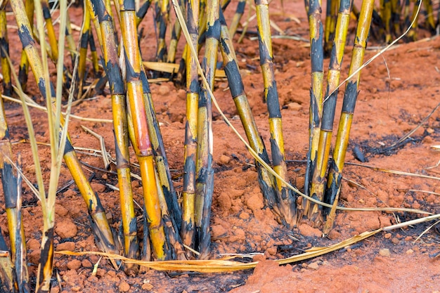 Cerrar plantación brasileña de caña de azúcar quemada