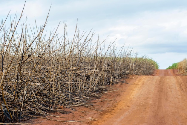 Cerrar plantación brasileña de caña de azúcar quemada