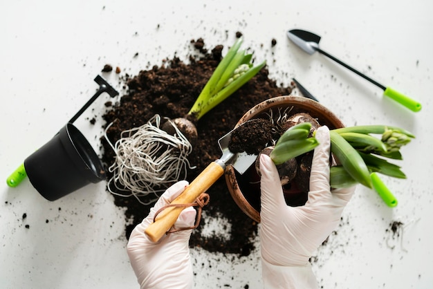 Foto cerrar la plantación del bulbo de la planta en el suelo