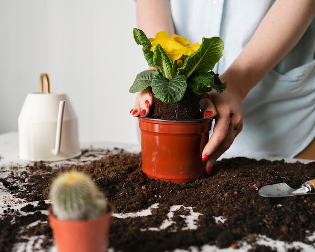 Foto cerrar la plantación del bulbo de la planta en el suelo