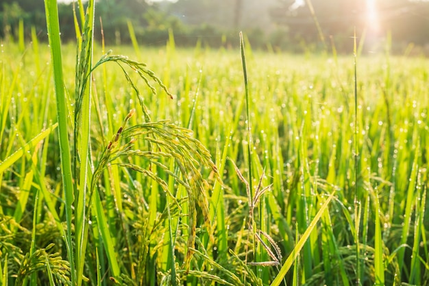 Cerrar las plantas de arroz producen maduración creciendo esperando la cosecha