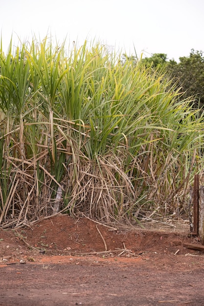Cerrar plantas de caña de azúcar de la especie Saccharum officinarum