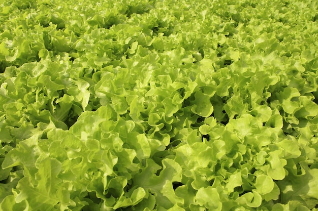 Cerrar las plantas de lechuga que crecen en el jardín