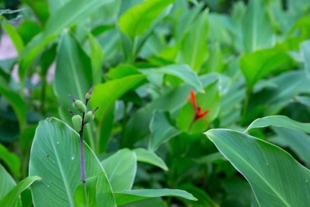 Cerrar las plantas tropicales en Madagascar